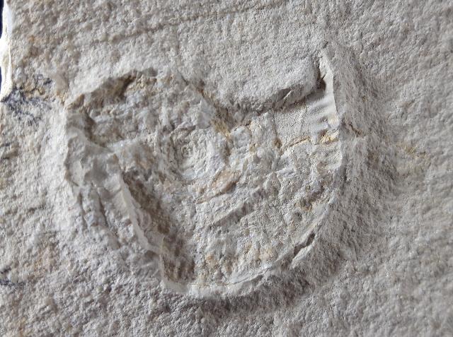 Taramelliceras (Fontanesiella) prolithographicum FONTANNES 1879 - Bild © FossNet FossilienStore